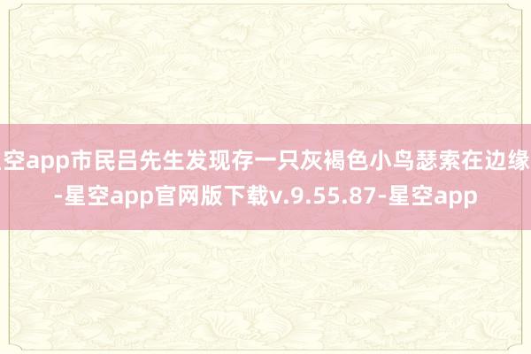 星空app市民吕先生发现存一只灰褐色小鸟瑟索在边缘中-星空app官网版下载v.9.55.87-星空app